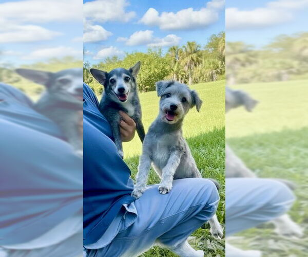 Medium Photo #7 Maltese Puppy For Sale in Weston, FL, USA