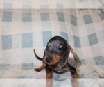 Small #7 Dachshund