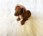 Small #5 Dachshund