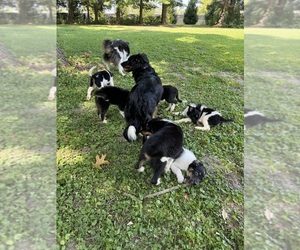 Australian Shepherd Puppy for Sale in DECATUR, Illinois USA