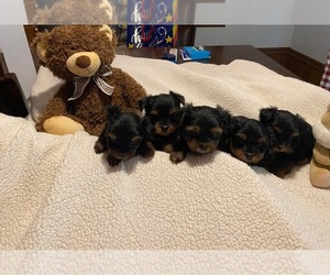 Yorkshire Terrier Puppy for sale in IAEGER, WV, USA