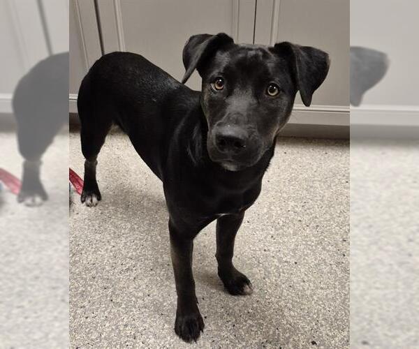 Medium Photo #1 German Shepherd Dog-Unknown Mix Puppy For Sale in Lodi, CA, USA