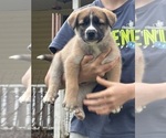 Small #4 Alaskan Husky-Saint Bernard Mix