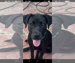 Small #6 Labrador Retriever Mix