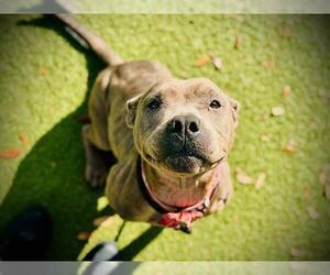 Mutt Dogs for adoption in Orlando, FL, USA