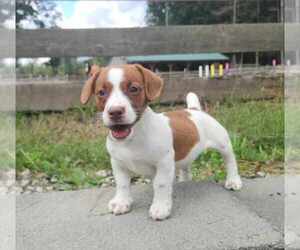 Jack Russell Terrier Puppy for sale in TOPSFIELD, MA, USA