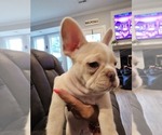 Small Photo #8 French Bulldog Puppy For Sale in OCEAN ISLE BEACH, NC, USA