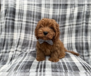 Cavapoo (Miniature) Puppy for sale in LAKELAND, FL, USA