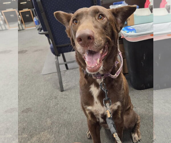 Medium Photo #1 Labrador Retriever-Unknown Mix Puppy For Sale in El Centro, CA, USA