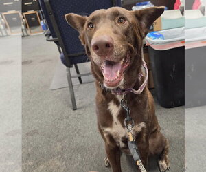 Labrador Retriever-Unknown Mix Dogs for adoption in El Centro, CA, USA