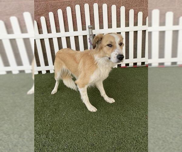 Medium Photo #1 Border Collie-Unknown Mix Puppy For Sale in Modesto, CA, USA