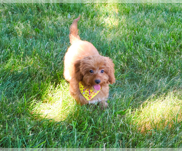 Medium Photo #8 Cavapoo (Miniature) Puppy For Sale in SYRACUSE, IN, USA