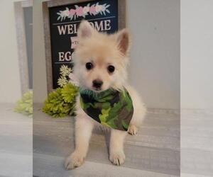 Pomeranian Puppy for sale in INDIANAPOLIS, IN, USA
