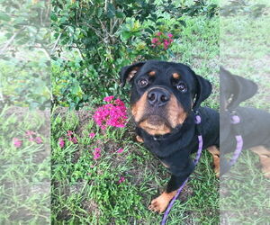 Rottweiler Dogs for adoption in Tampa, FL, USA