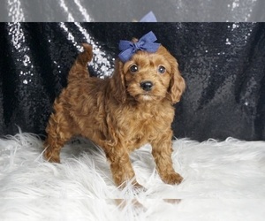 Medium Cavapoo