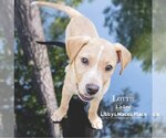 Small #5 Labrador Retriever Mix