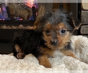 Yorkshire Terrier Puppy for Sale in NOBLESVILLE, Indiana USA