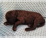 Small Photo #31 Poodle (Standard) Puppy For Sale in CLAYTON, WA, USA