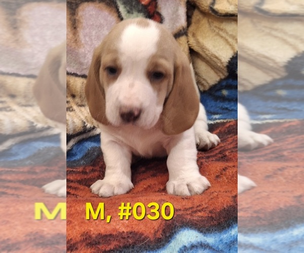 Medium Photo #6 Bagle Hound Puppy For Sale in CENTRALIA, WA, USA