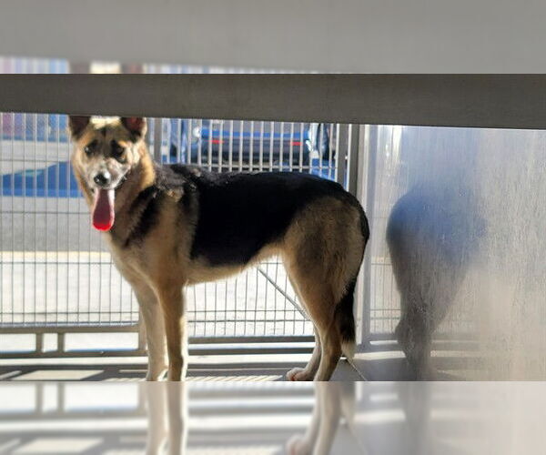 Medium Photo #1 German Shepherd Dog Puppy For Sale in Downey, CA, USA