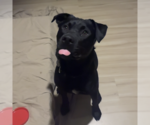 Small #13 Mutt