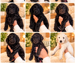 Litter of 9 - Male(s) and Female(s) Double DoodleLitter of Puppies for Sale - Small photo