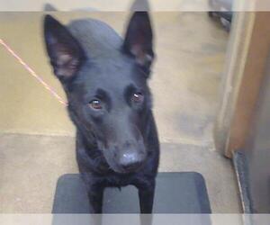 German Shepherd Dog Dogs for adoption in Sacramento, CA, USA