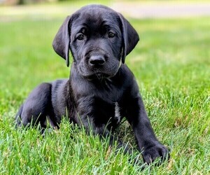 Medium Great Dane-Labrador Retriever Mix