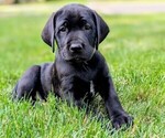 Puppy Bliss Great Dane-Labrador Retriever Mix