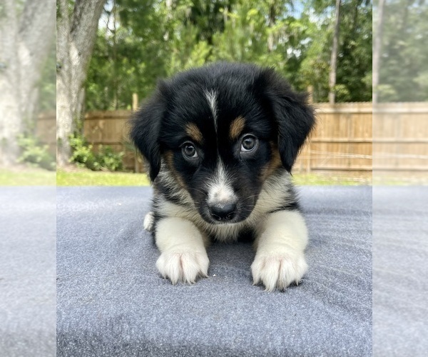 Medium Photo #5 Aussiedoodle Puppy For Sale in OCALA, FL, USA