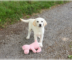 Small #2 Labrador Retriever
