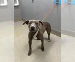 Small American Pit Bull Terrier Mix