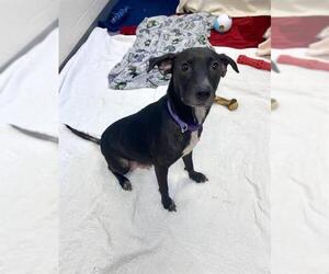 American Pit Bull Terrier-Unknown Mix Dogs for adoption in Fort Wayne, IN, USA