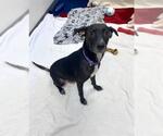Small American Pit Bull Terrier Mix