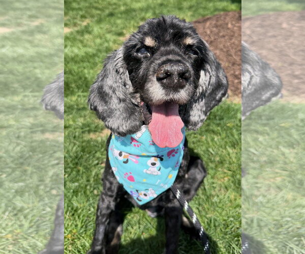 Medium Photo #5 Cocker Spaniel Puppy For Sale in Arlington, VA, USA