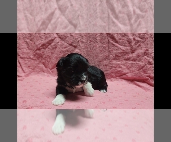Medium Photo #4 Maltipoo Puppy For Sale in BROOKFIELD, MO, USA