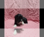 Small #3 Maltipoo