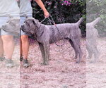 Small #4 Mutt