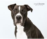 Small #3 American Pit Bull Terrier Mix