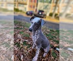 Puppy 1 Peruvian Inca Orchid