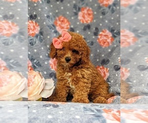 Cavapoo Puppy for sale in BIRD IN HAND, PA, USA