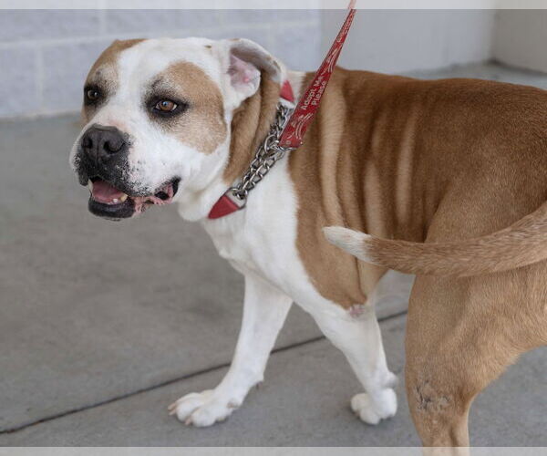 Medium Photo #3 American Pit Bull Terrier Puppy For Sale in Wilmington, NC, USA