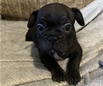 Small #15 French Bulldog
