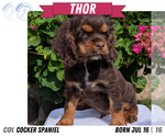 Small #8 Cocker Spaniel