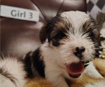 Puppy Girl 3 Yorkshire Terrier