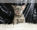 Puppy Lilac AKC French Bulldog
