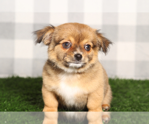 Chihuahua Puppy for sale in MARIETTA, GA, USA