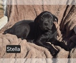Small #4 Cane Corso
