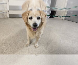 Golden Retriever Dogs for adoption in Riverside, CA, USA