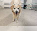 Small Golden Retriever